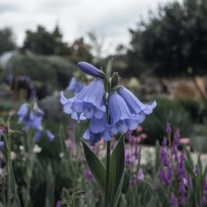 Campanula Bellflowers