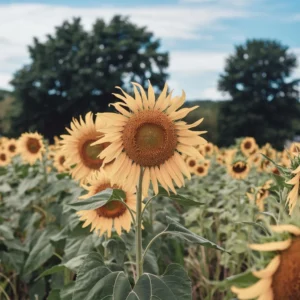 Growing Sunflowers