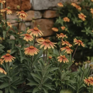 heleniums