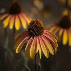 heleniums