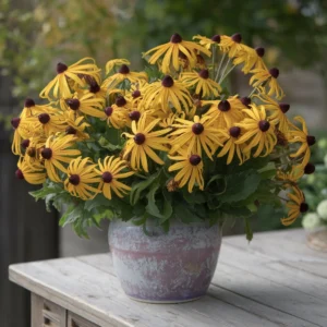 heleniums