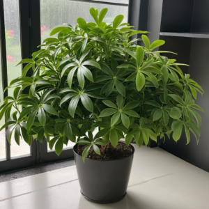 Umbrella Plant