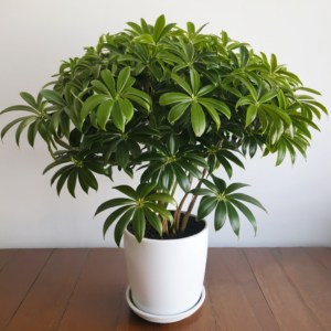 Umbrella Plant