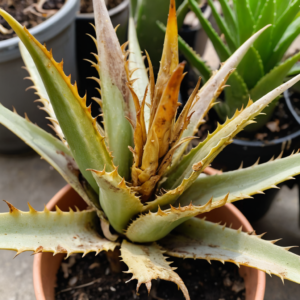 Aloe Vera Plant