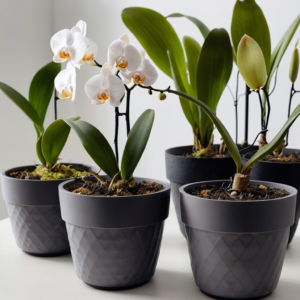 Orchid Flower Pots